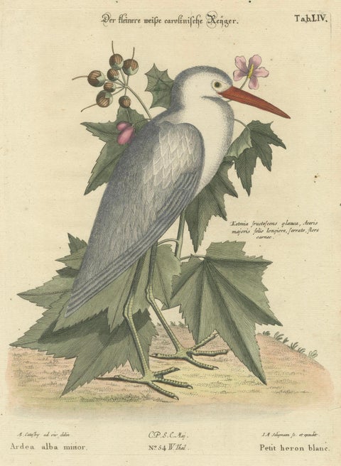 Hand-Colored Engraving of the Lesser White Heron by Johann Seligmann, c.1773, close-up 1