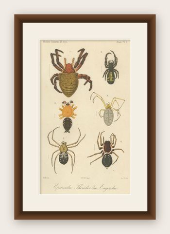 Antique Print of Sumatran Spiders, Orb Weavers & Jumping Spiders, c.1887, shown framed