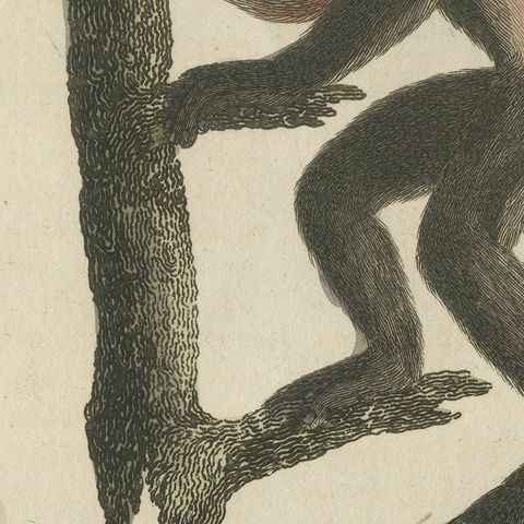 Gibbon and Monkeys, Antique Bertuch Print, Vienna, circa 1805, close-up 4