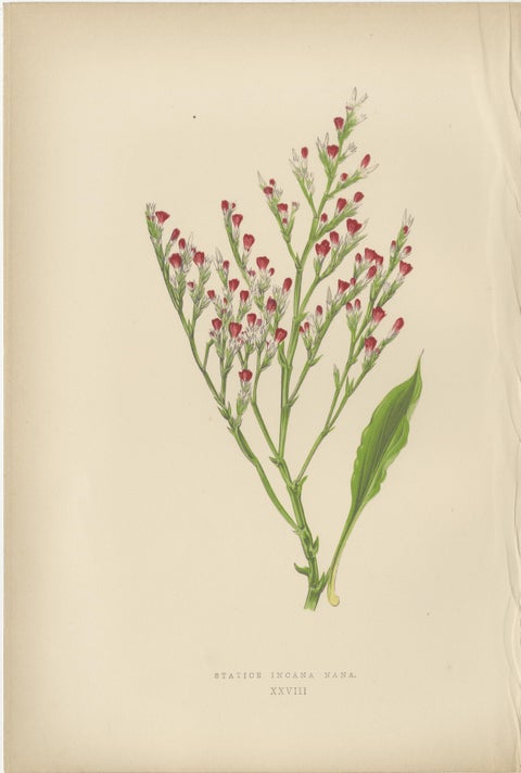 Alpine Botanical Lithograph of Dwarf Hoary Sea-lavender, 1874, view 2