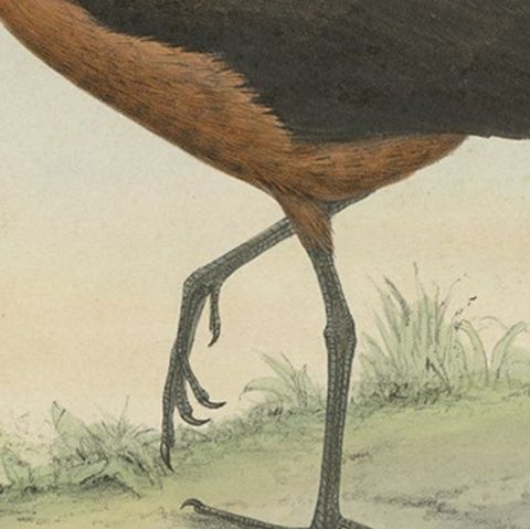 Old Bird Print of the Tahiti Sandpiper or Tahitian Sandpiper, 1854, close-up 3