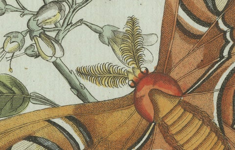 Original Antique Print of an Atlas Moth by Bertuch, circa 1800, close-up 2