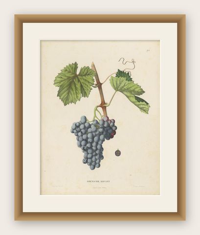 Rare Original Antique Lithograph of the Grenache Alicante Grape Variety, 1890, shown framed