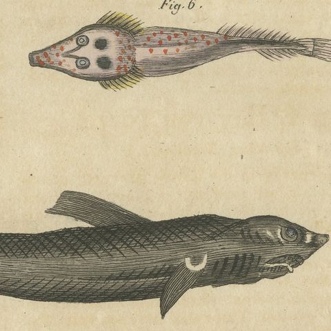 Hammerhead Shark with Pipefish and Sea Moths, Antique Bertuch Print, circa 1820, close-up 1