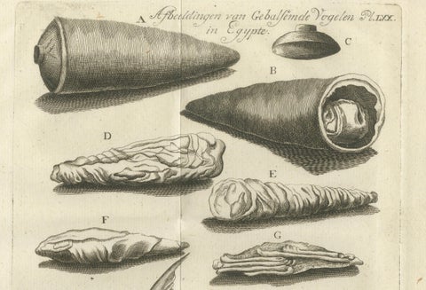 Embalmed Birds and Nile Fish, Egyptian Natural Curiosities, c.1776, close-up 2