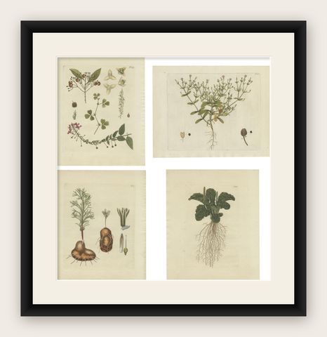 Set of 4 Antique Prints of Various Plants by Jacquin, 'c.1790', shown framed