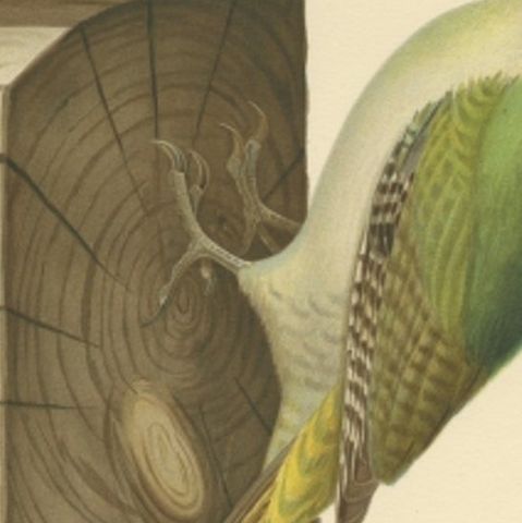 Antique Bird Print of the Grey-Headed Woodpecker by Von Wright, 1927, close-up 2