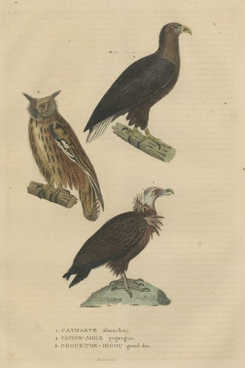 Original Bird Print of The Vulture, An Eagle Falcon and an Owl, close-up 1