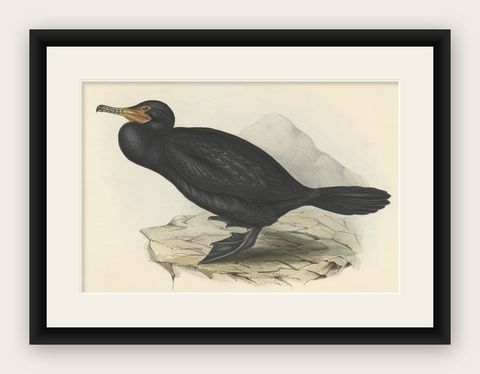 Antique Bird Print of the Great Cormorant or Black Shag, 1832, shown framed