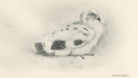 Adult Sparrowhawk and Chicks Antique Bird Prints, Set of Two, circa 1908, close-up 2