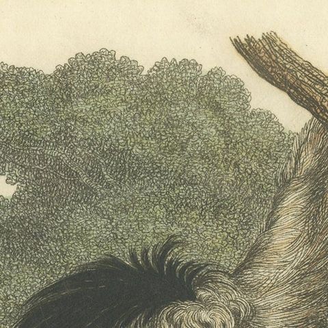 Antique Print with Hand Coloring of a Pale-Throated Sloth, close-up 3