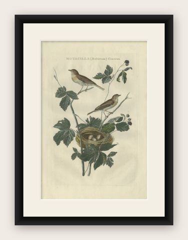 Antique Bird Print of the Lesser Whitethroat by Sepp & Nozeman, 1789, shown framed