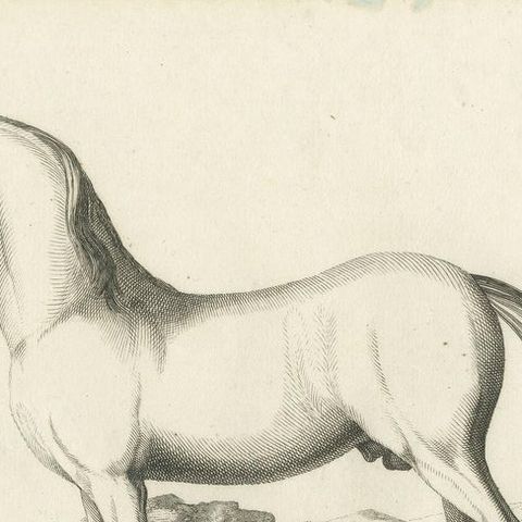 Set of 2 Antique Horse Prints: l'Arabe & Le Barbe, 1739, close-up 1