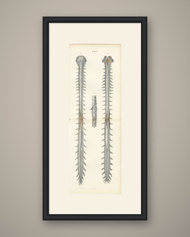 Spinal Nerve Roots along the Whole Cord, Hirschfeld Double Folding Plate, 1866, shown framed