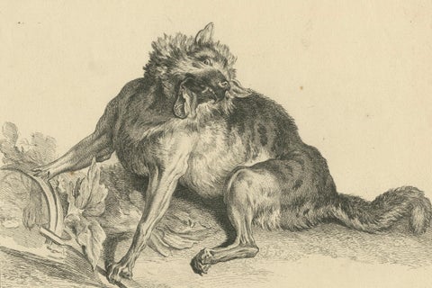 Trapped Wolf: A Detailed Etching - circa 1740, close-up 4