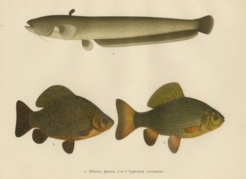 Wels Catfish and Crucian Carp - Iconic Scandinavian Freshwater Fish Lithograph, close-up 6