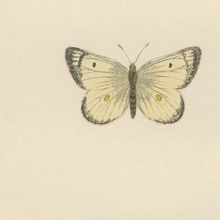 Metamorphosis Montage: The Life Stages of a Butterfly, 1890, close-up 1