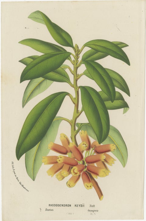Lush and Vibrant: A Collection of Exotic Botanical Illustrations, circa 1875, view 3