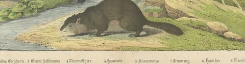 Antique Beaver and Red Squirrel Print with Hamster and Guinea Pig, circa 1890, close-up 2