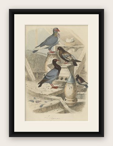 Colorful Decorative Antique Print of Pigeons, 1854, shown framed