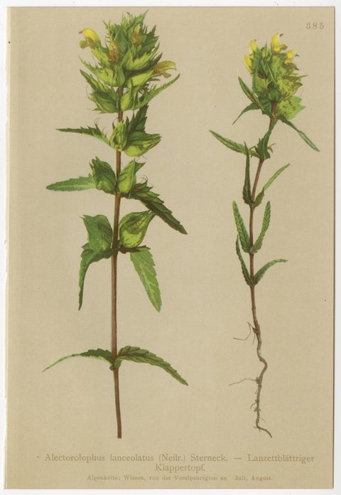 Alpine Foxglove & Wildflowers, Small Seizded Antique Botanical Print Set, 1897, view 9