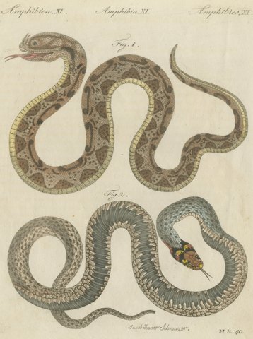 Two Snakes with Bold Head Markings, Antique Bertuch Print, Vienna, circa 1805