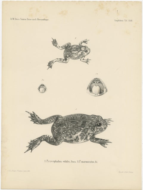 Frog Species of Mozambique: An Antique Naturalist's Journey, view 5
