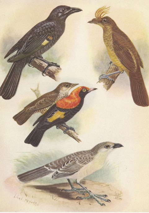 Antique Print of the Archbold's Bower-Bird, Crested Golden Bird and Other, 1950, view 4