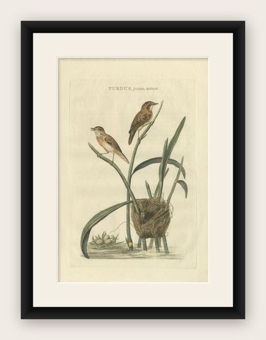 Antique Bird Print of the Eurasian Reed Warbler with Nest and Eggs, 1789, shown framed