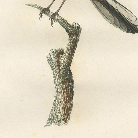Antique Bird Print of a Whiskered Fantail by Vieillot '1807', close-up 2