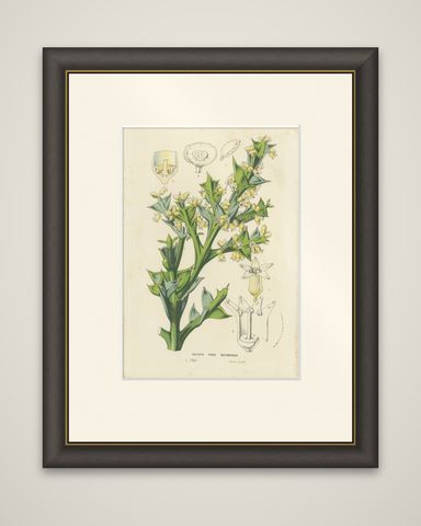 Botanical Illustration of Colletia Ferox: Thorny Beauty from Chile, c.1855, shown framed