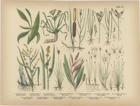 Antique Botanical Prints Set, German Atlas Plants & Grasses, circa 1885, view 2