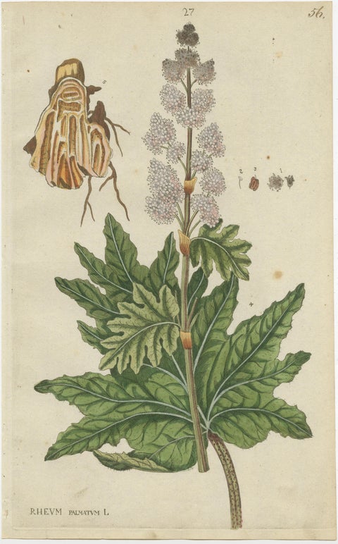 Set of 2 Antique Botany Prints - Rheum Rhapontieum & Rheum Palmatum, view 2