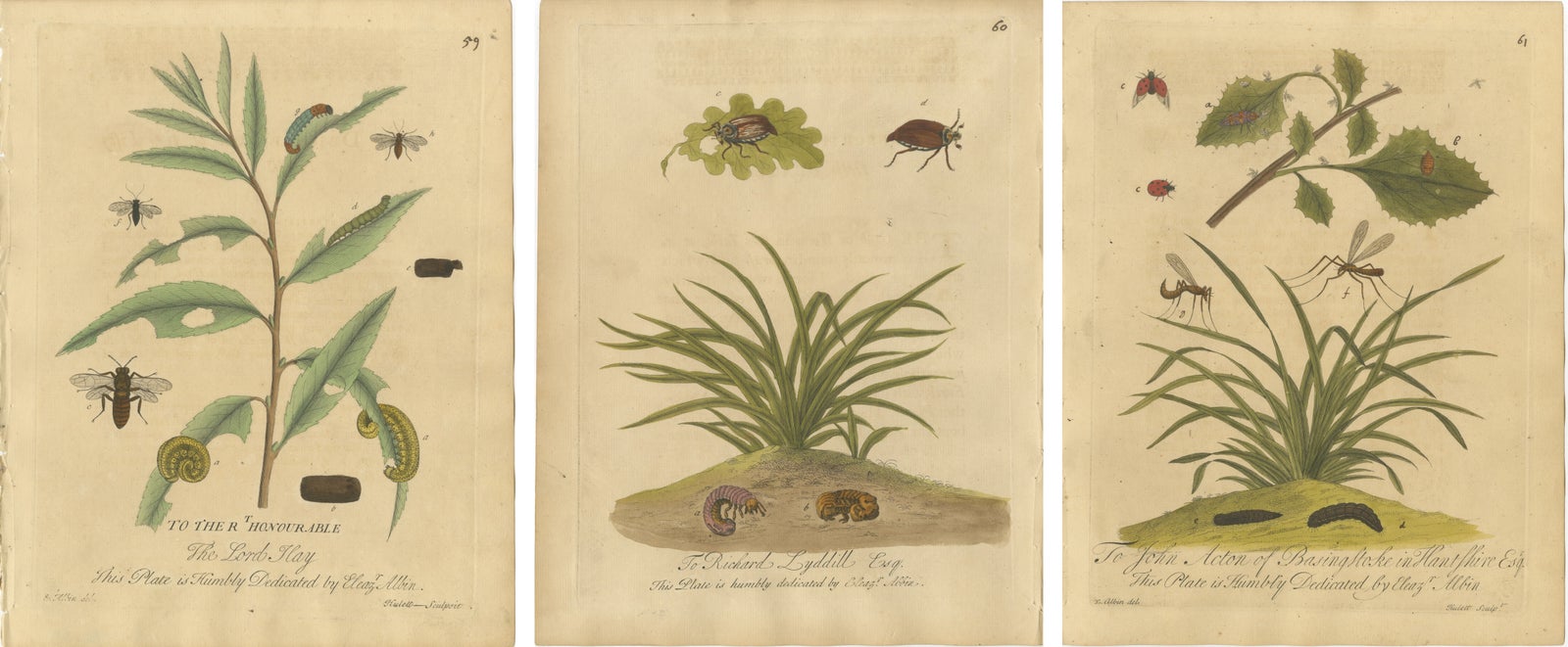 Decorative Set of Three Early Insect Engravings with Plants, Eleazar Albin 1720