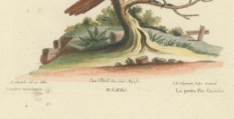The Lesser Grey Shrike Bird in a Hand-Colored Engraving, 1749, close-up 1