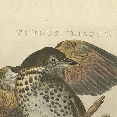 Redwing Thrush, Antique Bird Print by Nozeman and Sepp, 1770, close-up 1