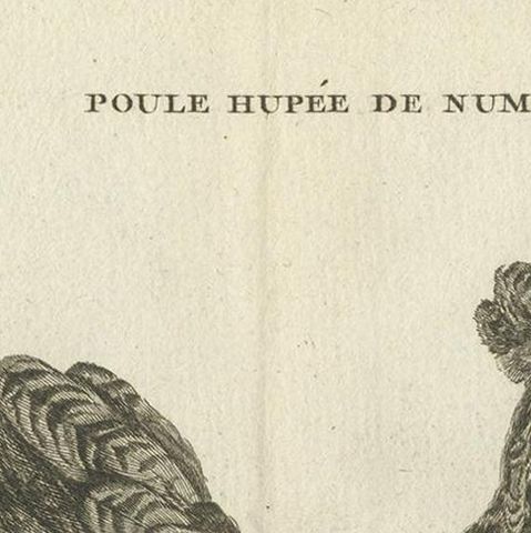 Antique Bird Print of a Numidia Hen by Fessard, 1819, close-up 1