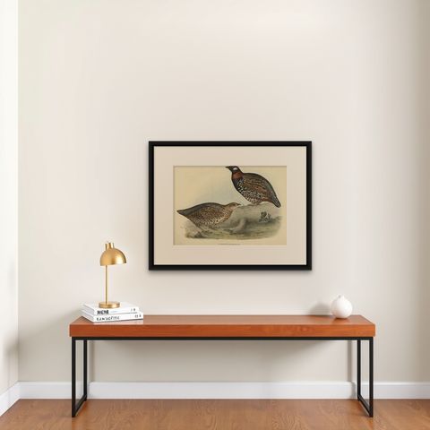 Expertly Original Hand-Coloured Bird Print of the Black Francolin, 1832, shown framed on a wall