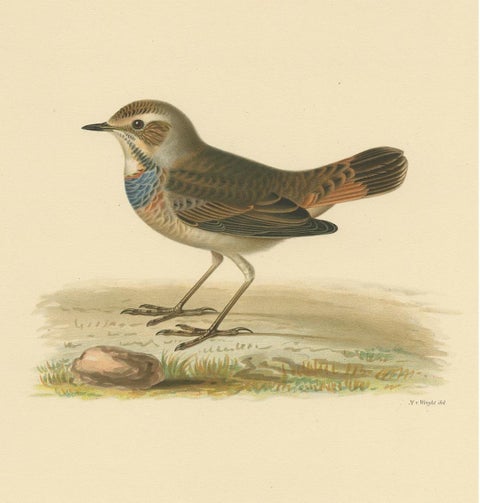 Antique Bird Print of the Bluethroat by Von Wright, 1927, view 3
