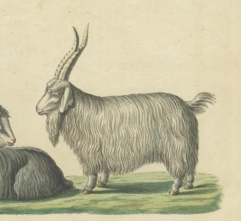 Handcolored Copperplate Engraving of Cashmere Goats and Sheep, Bertuch 1823, close-up 1