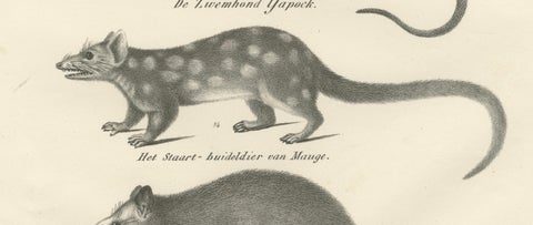Rare 19th-Century Lithograph of Marsupials Including the Thylacine and Yapok, close-up 2