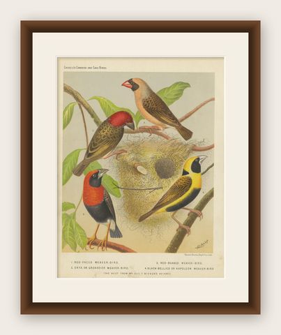 Antique Bird Print of the Red-Faced Weaver-Bird, Red-Billed Quelea, ca.1880, shown framed