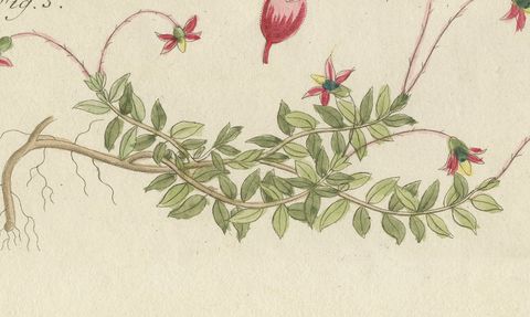 Bilberry, Lingonberry and Cranberry, Antique Bertuch Print, circa 1805, close-up 2