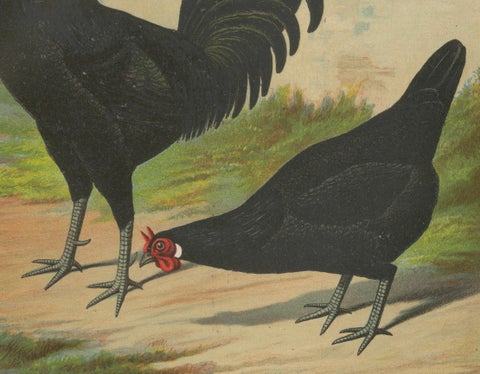 The Distinctive La Flèche Chicken - A Rare 19th Century Poultry Lithograph, close-up 2