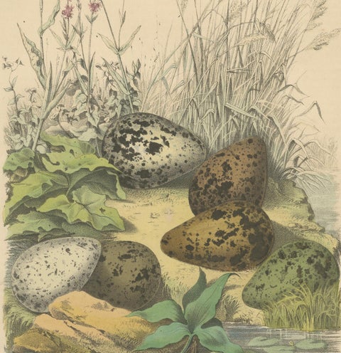 Wigeon Eggs in Nature: An 1863 Study of Avian Reproduction - Lithograph, close-up 4