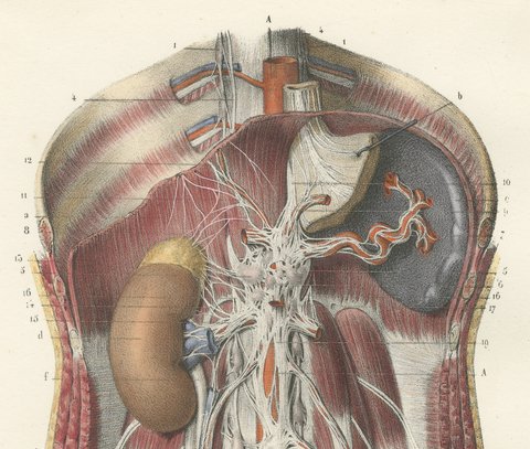The Sympathetic Chain of the Abdomen, Antique Hirschfeld Anatomy Print, 1866, view 3