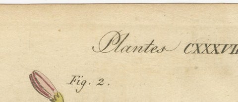 Antique Botanical Engraving, Yellow Flower & Pink Bladder Senna, Pflanzen CXXXV, view 10