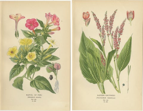 1897 Botanical Prints, Marvel of Peru and Eastern Knotweed, view 4