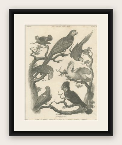 Antique Bird Print of Seven Parrots of the Order Psittaciformes, shown framed