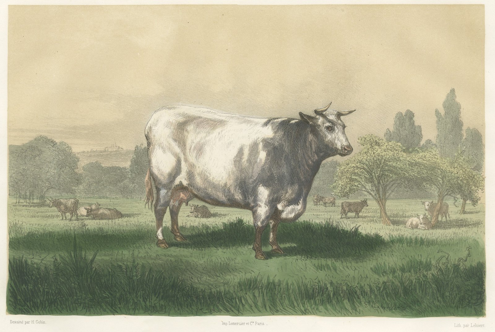 Emilie, Durham Shorthorn Cow of Corbon, Antique Print, 1873